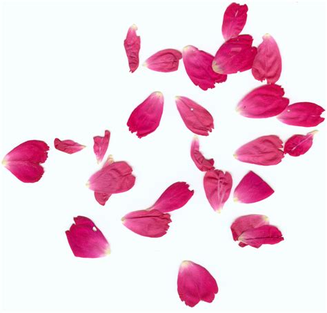 rose petals  halo junky  deviantart