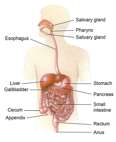 where are the pancreas and appendix located ovulation