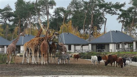 review safari resort beekse bergen ervaringen en tips