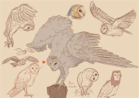 owl wings drawing reference miinullekko