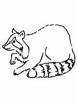Raccoon Coloring Pages Kids Printable Drawing Clipart Simple Baby Cartoon Cliparts Getdrawings Bestcoloringpagesforkids Library Book sketch template