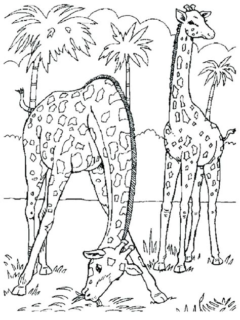 baby safari animals coloring pages  getcoloringscom  printable