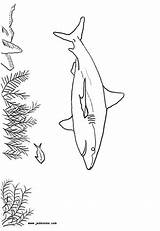 Shark Reef Grey Print Coloring Hellokids Color Pages sketch template
