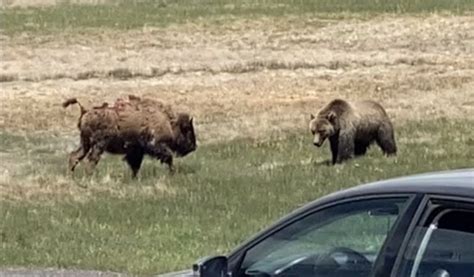 Footage From Sunday Of Bear Vs Bison Yellowstone Graphic Warning