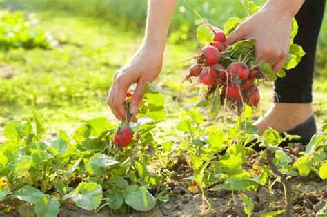 grow   nourish food community