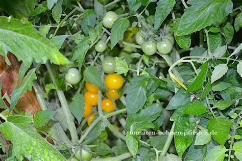 sunviva  open source tomate freilandtomate cherry gaertnern ohne
