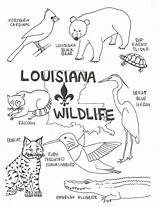 Coloring Pages Wildlife Louisiana Swamp State Bird Color Cajun Kids Printable Flag Animals Preschool Print Small Florida Lesson Vector Getdrawings sketch template