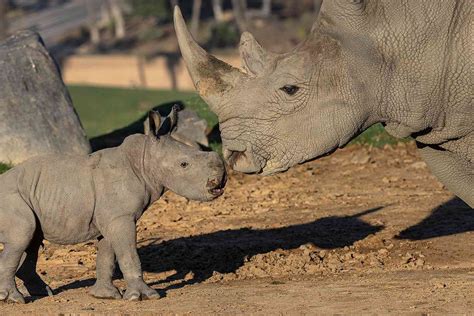 baby rhino born  san diego zoo safari park   world rhino day