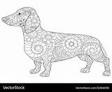 Dachshund Adults Vectorstock sketch template