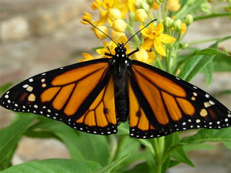 here s how to tag a monarch butterfly in six easy steps butterfly beat
