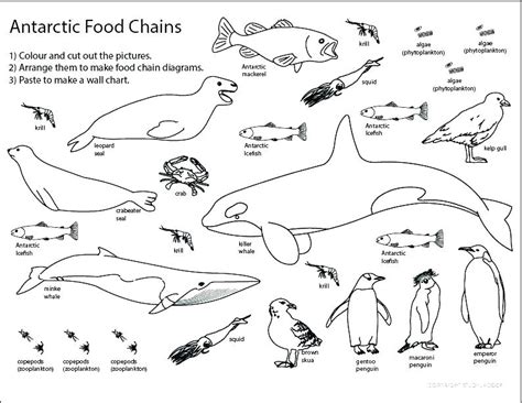 food chain coloring pages  getcoloringscom  printable