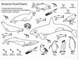 Food Chain Antarctic Antarctica Coloring Pages Sheet Web Printable Science Animals Kids Activity Ocean Chains Sheets Color Click Life Teaching sketch template