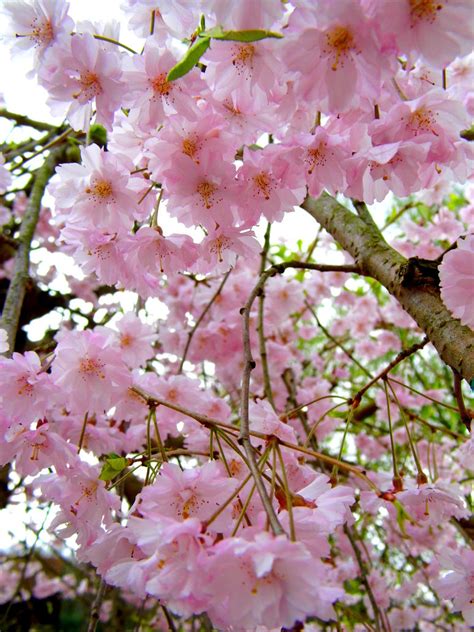 cherry blossoms   aliceintheflowers  deviantart
