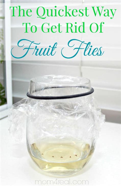 rid  fruit flies  gnats tip   day mom  real
