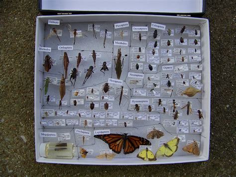 world bird sanctuary     insect collection