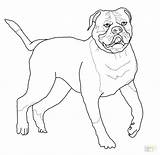 Bulldog Coloring American Pages Drawing Printable Mastiff English French Bulldogs Para Kleurplaat Puppy Dog Americano Colorir Old Desenhos Color Desenho sketch template