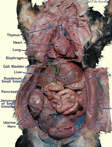 Anatomy Of A Pregnant Cat Hardcore Pussy