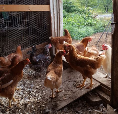 laying hens  sale runamuk acres conservation farm