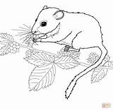 Dormouse Coloring Vole Meadow Pages Eating Berries Printable Dormice Designlooter Mouse Drawings 53kb 1200 Mice House Color sketch template