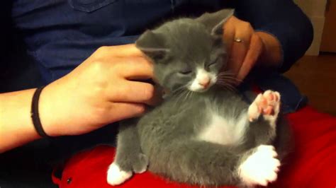 kitten massage youtube