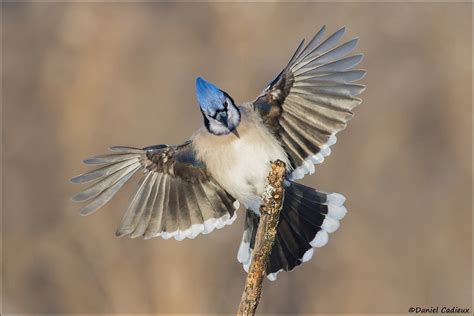 blue jay nailing  landing       missi flickr