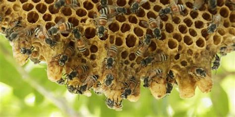 Beehive Pollination Service Ben Bees