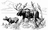 Moose Wildlife sketch template