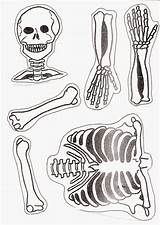 Esqueleto Recortar Esqueletos Ciclo 1er Armables Viene Fina Desarrollar Necesaria Escritura Lecto Habilidad Psicomotricidad Bien sketch template