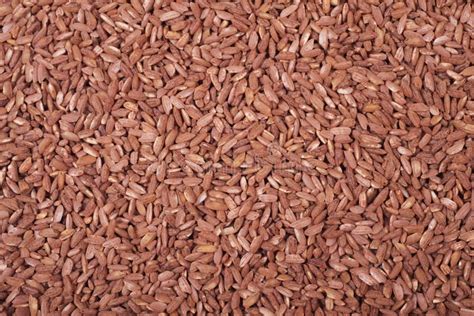 red raw rice stock image image  asia cookery central