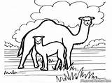 Mewarnai Unta Camel Dromadaire Animaux Diwarnai Grassland Belajar Coloriages sketch template