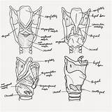 Larynx Pathology Slp Slpa sketch template
