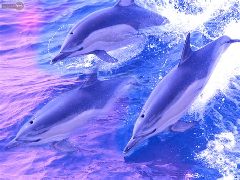 dolphin wallpapers animal spot