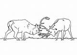 Elk Sanglier Cervi Combattimento Alce Cerf Chasseur Tra Luchando Ciervos Malvorlage Cerfs Deer Peleando Alces Bucks Chasse Cervo Osos Herten sketch template