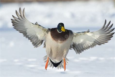 landing duck stock  image