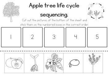 apple tree life cycle sequencing activity worksheet   blue orange