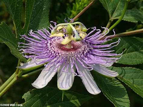 Passiflora Incarnata Purple Passionflower