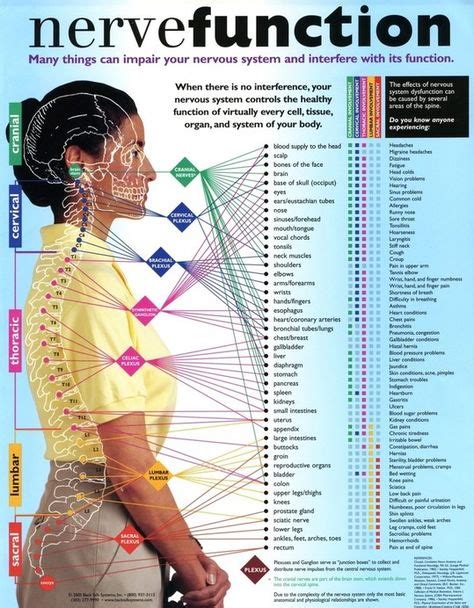 spinal nerve chart chart of chiropractic subluxation relationships