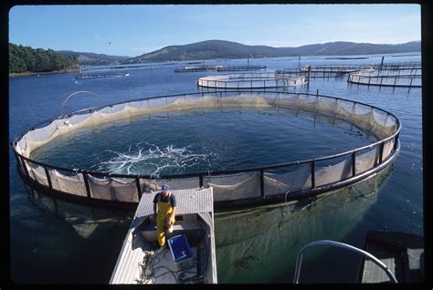 rise  aquaculture