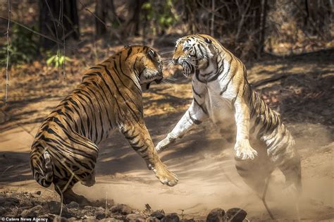 sister tigers fight     mark   territory
