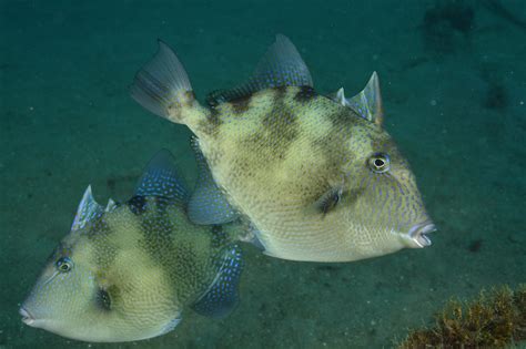 life history   gray triggerfish alabama cooperative extension system