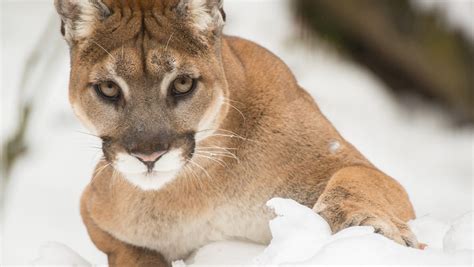 female cougar hit and killed in multnomah county