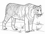 Selva Wonder Tigre sketch template