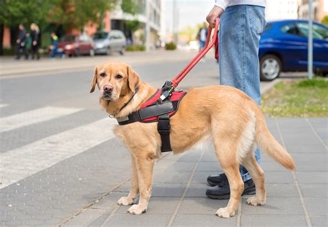 test predicts  pups    guide dogs earthcom