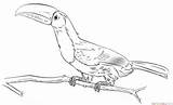Toucan Coloring Keel Billed Pages Emerald Toucanet Drawing Printable Branch 54kb Choose Board sketch template