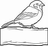 Sparrow Coloring Drawing Line Simple Clipart Pages Library Tree Designlooter Getdrawings Popular sketch template