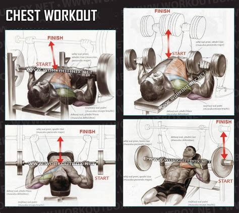 fit chest workouts  mass