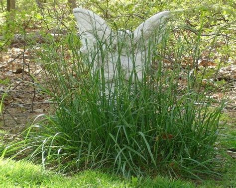herbs grass angel