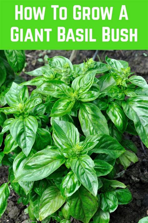 care  holy basil plant indoors   grow basil