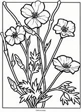 Coloring Pages Flower Wildflowers Poppy Wild Flowers California Wildflower Color Printable Book Drawing Adult Kids Stained Glass Adults Sheets Colouring sketch template
