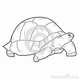 Tortoise Giant Template Coloring sketch template